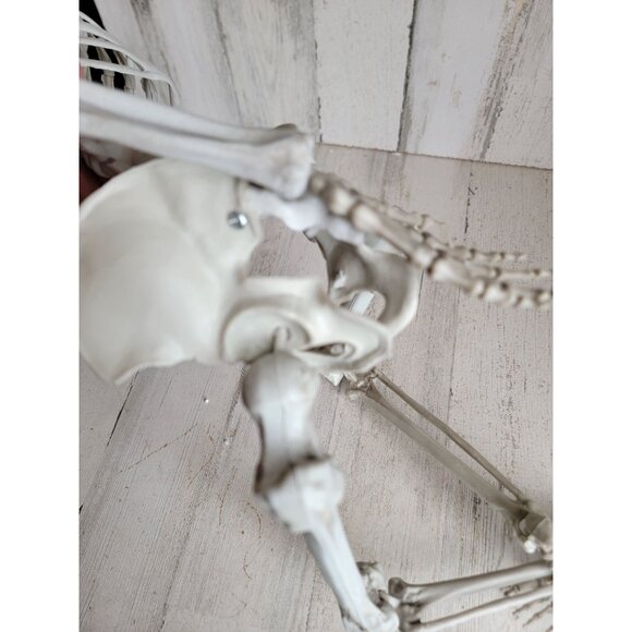 Halloween hanging skeleton prop home decor bone rib cage - Picture 12 of 12